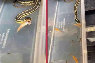 கொல பசியில் இருந்த Ribbon பாம்பிடம் சிக்கிய மீன்கள்...பதறவைக்கு வைரல் காணொளி!