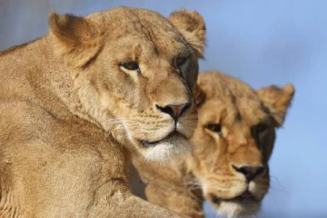 உக்ரைனில் போரிலிருந்து மீட்கப்பட்ட 5 சிங்கங்கள் தற்போது பிரித்தானியாவில்