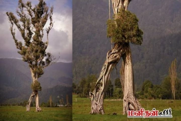 உலகிலேயே நடக்கக்கூடிய ஒரே ஒரு மரம் - இதன் சிறப்பு என்ன?