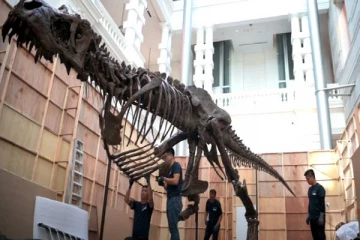 பார்ப்பவர்களை பீதியூட்டும் டைனோசர் எலும்புக்கூடு! எங்கு இருக்கு தெரியுமா?