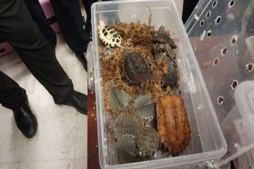 வெளிநாட்டில் இருந்து நாட்டுக்கு வந்த உயிரினங்களால் அதிர்ச்சியில் அதிகாரிகள்!