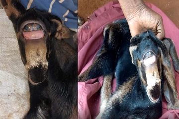 யாழில் பிறந்த அதிசய ஆட்டுக்குட்டி! பார்க்கப் படையெடுக்கும் மக்கள் (Video)