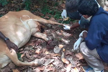 කිරි එලදෙනකගේ කකුල් වෙන් වෙන්නම කපා ගිය පාපතරයා