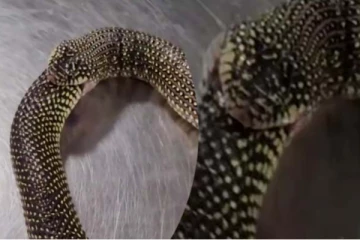 தன்னைத் தானே இரையாக்கும் பாம்பின் பகீர் காட்சி...