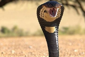 தற்செயலாக மிதித்த இளைஞர்.., அடுத்த சில நிமிடங்களில் உயிரிழந்த பாம்பு