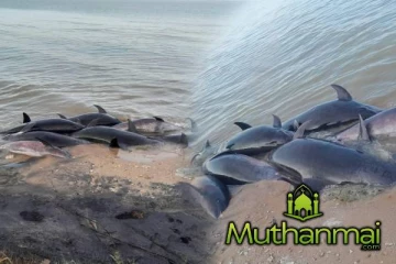 புத்தளத்தில் உயிரிழந்த நிலையில் டொல்பின்கள் மீட்பு