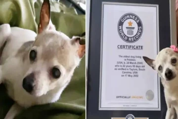 கின்னஸ் சாதனை படைத்த நாய்க்கு நேர்ந்த சோகம்!