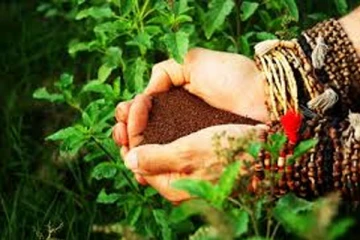 உங்கள் துளசி செடியில் இந்த மாற்றம் ஏற்பட்டால் வீட்டில் செல்வம் அதிகரிக்கும் - கட்டாயம் அறியவும்