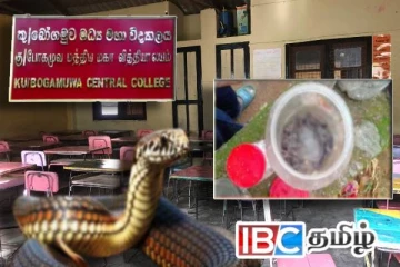 பாடசாலை வகுப்பறையிலிருந்து மீட்கப்பட்ட 30 பாம்புக் குட்டிகள்!