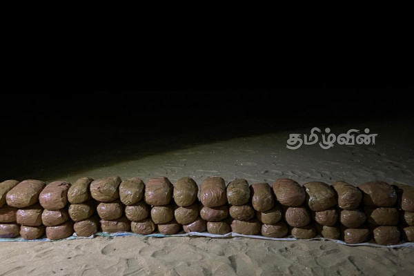 யாழ்ப்பாணத்தில் பெருந்தொகையான கேரளா கஞ்சா மீட்பு! | Kerala Cannabis Seized In Jaffna