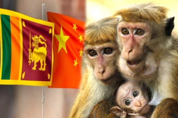 சீனாவிற்கு ஒரு லட்சம் குரங்குகள் ஏற்றுமதி; திட்டத்தை கைவிட்டது இலங்கை