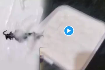 ஆர்டர் செய்த ஐஸ்கிரிமில் காத்திருந்த அதிர்ச்சி பரவும் வீடியோ காட்சி!