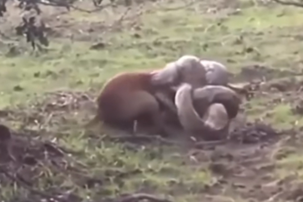 ராட்சத பாம்பின் பிடியில் சிக்கிய நாய்! நடுநடுங்க வைக்கும் காட்சி | Gaint Snake Attack Dog Viral Video