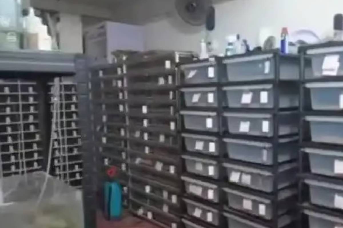 வழக்கத்திற்கு மாறாக அதிக மின் பயன்பாடு: விசாரித்த சீன அதிகாரிகளுக்கு காத்திருந்த அதிர்ச்சி | Chinese Man Breeding Pythons