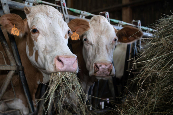 கால்நடைகளுக்கு தடுப்பூசி போட ராணுவத்தை களமிறக்கியுள்ள பிரான்ஸ் | France Deploy Army For Vaccinate Cattles