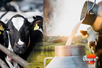 රටටම කිරි ඉතිරෙන්න කිරි ගොවීන්ට සුභ පණිවිඩයක්