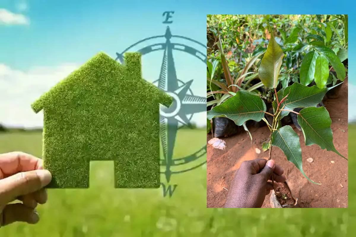 இந்த செடிகளை வீட்டில் வைக்காதீங்க - மீறினால் பணக்கஷ்டம் வரும் | Vastu Shastra Plants Should Not Be Kept At Home