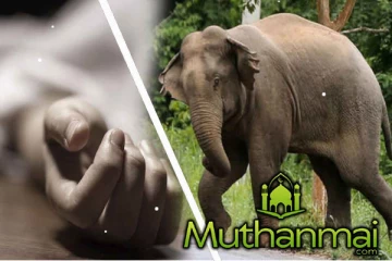 காட்டு யானை தாக்கி நபர் ஒருவர் உயிரிழப்பு