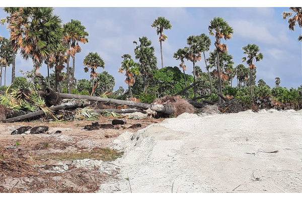 யாழில் வயல் நிலங்களுக்கு ஏற்பட்டுள்ள அபாயம்!(Photos) | Danger To Paddy Fields