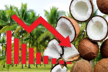 நாட்டில் அடுத்த வருடம் வரை தொடரவுள்ள தேங்காய்க்கான தட்டுப்பாடு