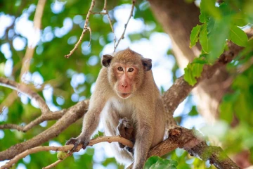 பணப்பையை குரங்கிடம் பறிகொடுத்த நபர்! - பொலிஸில் முறைப்பாடு (VIDEO)