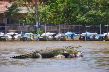 මාතරදී කිඹුලෙක් විසින් පුද්ගලයෙකු නිල්වලා ගඟට ඇඳගෙන යයි..