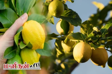 உலகில் அதிக எலுமிச்சை உற்பத்தி செய்யும் நாடு எது தெரியுமா?