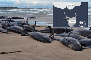 கரை ஒதுங்கிய 150க்கும் மேற்பட்ட திமிங்கலங்கள்! மீட்க வழியின்றி அதிகாரிகள் எடுத்துள்ள கடினமான முடிவு