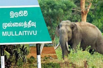 முல்லைத்தீவு புதுக்குடியிருப்பு நகருக்குள் அதிகாலைவேளை புகுந்த யானையால் பதற்றம்