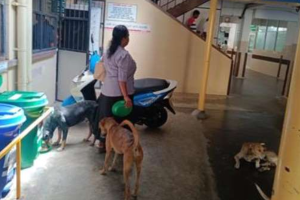 அரச வைத்தியசாலைக்குள் சுற்றித்திரியும் தெருநாய்கள்.. அவதியுறும் நோயாளிகள் | Karapitiya Teaching Hospital Galle Stray Dogs