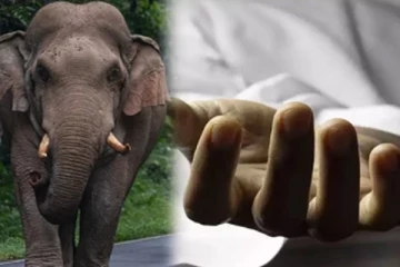 காட்டு யானை தாக்கி குடும்பப் பெண் உயிரிழப்பு