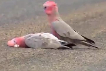 துணையின் பிரிவை தாங்க முடியாது துடி துடிக்கும் பறவை! இறந்து கிடப்பதை பார்த்து பரிதவிக்கும் காட்சி! இதயத்தை நொறுக்கும் வீடியோ