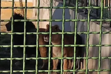 உணவு கொண்டு வந்த பராமரிப்பாளருக்கு சிங்களால் நேர்ந்த கொடூரம்! அதிர்ச்சி சம்பவம்