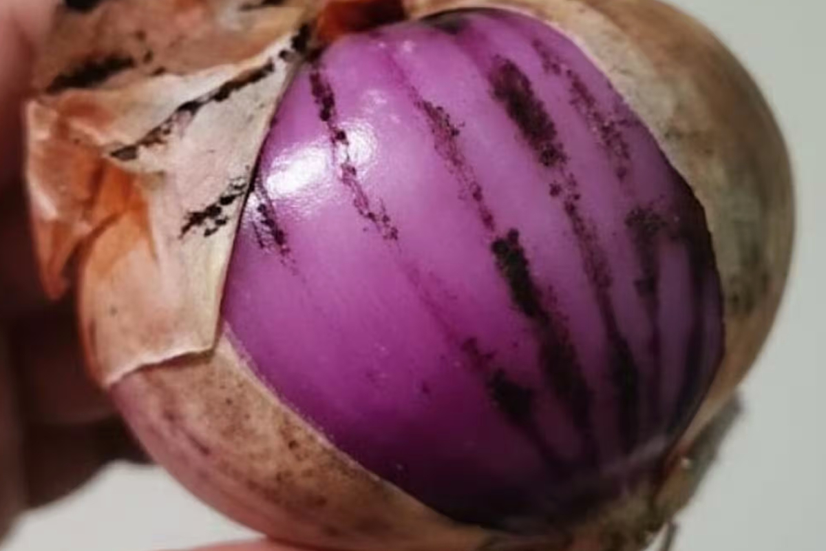 வெங்காயத்தில் காணப்படும் கருப்புப் பூஞ்சை நச்சுத்தன்மை கொண்டதா? | Is The Black Fungus Found On Onions Toxic