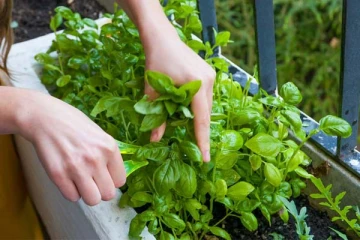 உயிரை பறிக்கும் கொடிய நோயையும் விரட்ட வேண்டுமா? இந்த ஒரே ஒரு இலை சாப்பிட்டாலே போதும்...