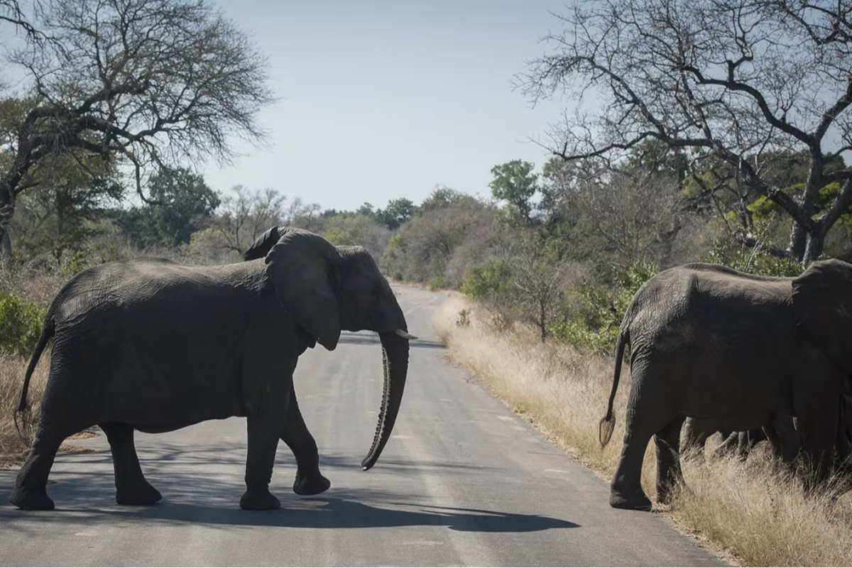 தென்னாபிரிக்காவில் கனடியருக்கு ஏற்பட்ட பெருந்துயரம் | Canadian Shot Dead At South Africa Wildlife
