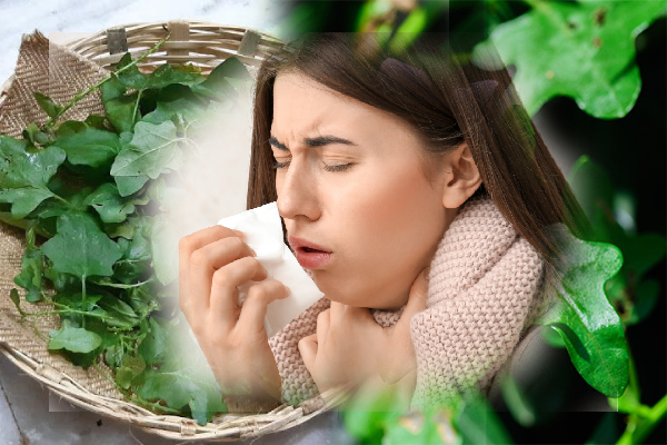 கோடைகால சளி, இருமலை விரட்டி அடிக்கும் தூதுவளை! | Summer Colds And Coughs Thoothuvalai Benefits கோடைகால சளி, இருமலை விரட்டி அடிக்கும் தூதுவளை! | Summer Colds And Coughs Thoothuvalai Benefits