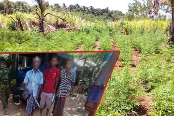 தனமல்விலவில் கஞ்சா தோட்டம் முற்றுகை! மூவர் கைது (Photos)