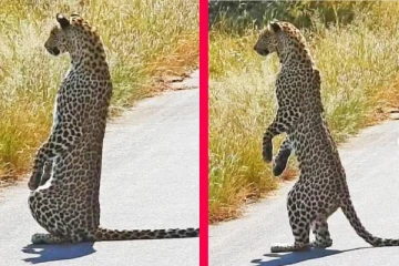 மனிதரை போல் இரண்டு கால்களில் நிமிர்ந்து நின்ற சிறுத்தை! வைரலாகும் அரிய காட்சி