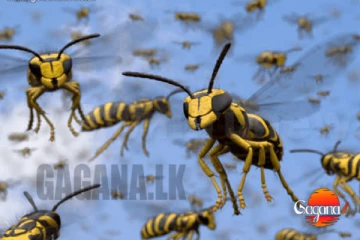 සිසුන් පිරිසකට බඹර ප්‍රහාරයක්