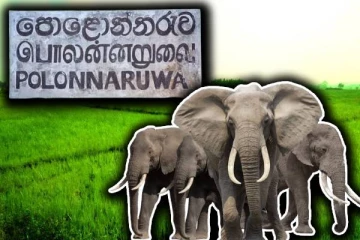 காட்டு யானை பிரச்சினைக்கு தீர்வு : விவசாயிகள் அரசிடம் கோரிக்கை