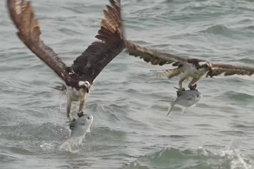 Viral Video: ராட்சத மீனை வேட்டையாடிய கழுகு... நீரிலிருந்து எழும்ப முடியாமல் திணறிய காட்சி