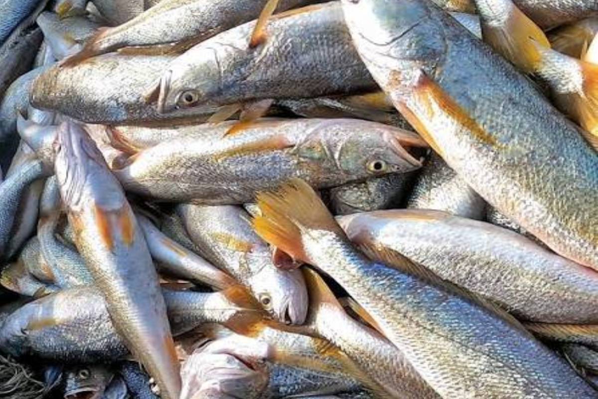 நாட்டில் ஆபத்தான நிலையில் மீன்வளம் - விசாரணை துரிதப்படுத்துமாறு நாடாளுமன்றத்தில் கோரிக்கை | Government Launches Detailed Investigation
