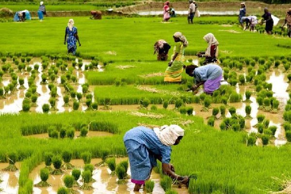 விவசாயிகளிடமிருந்து அறவிடப்பட்ட பல கோடி ரூபா நிதி : அம்பலமான தகவல் | Billions Of Rupees Recovered From Farmers