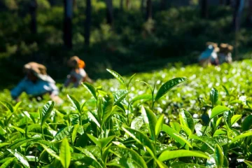 තේ දල්ලට මාතරින් ඉහළ මිලක් - නවතම මිල මෙන්න