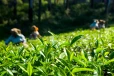 තේ දල්ලට මාතරින් ඉහළ මිලක් - නවතම මිල මෙන්න