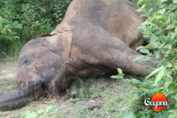 ලංකාවේ අලි ඇතුන්ගේ විනාසෙද මේ, ලග්ගල අලියෙක් ජීවිතක්ෂයට, තවත් අලියෙක් ජීවිතයත් මරණයත් අතර සටනක