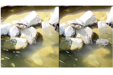 ‘நண்மேன்டா...’ ஒரு ஆமைக்கு உதவி செய்த இன்னொரு ஆமை - வைரலாகும் வீடியோ