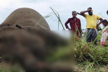 முல்லைத்தீவில் தும்பிக்கை வெட்டி கொல்லப்பட்ட யானை