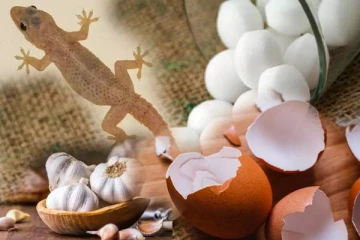 வீட்டில் பல்லி தொல்லையா? இதை மட்டும் ட்ரை பண்ணி பாருங்க